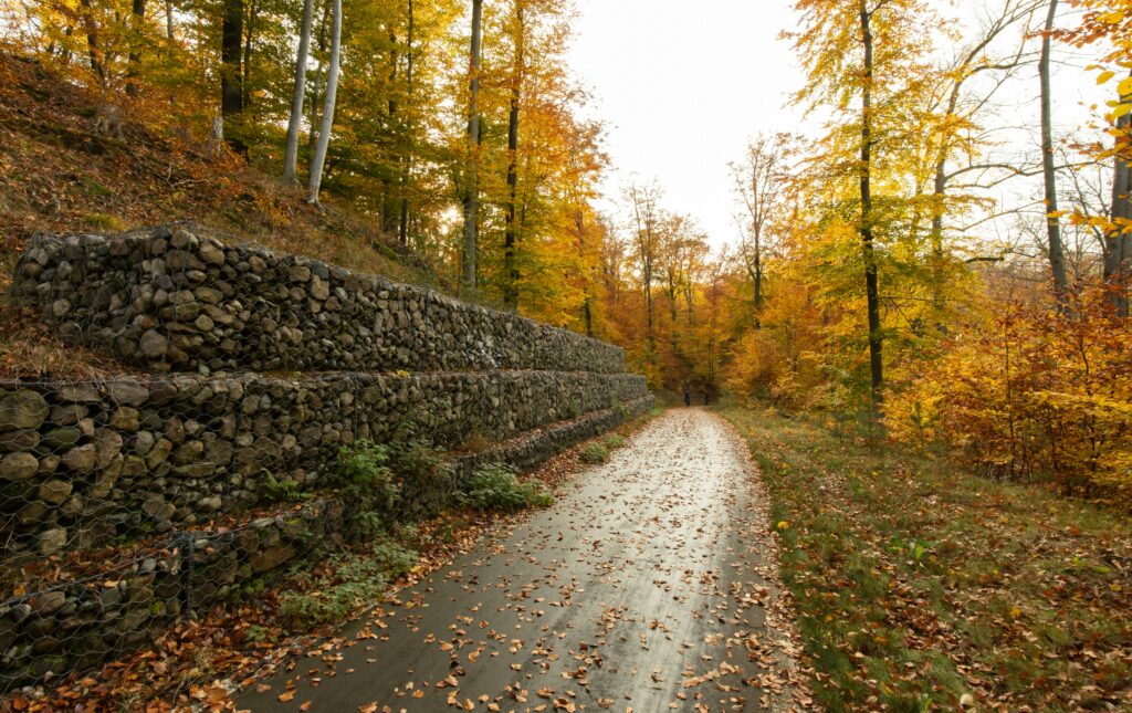 Tranquil autumn scene of a forest pathway lined with stone retaining walls and colorful foliage.